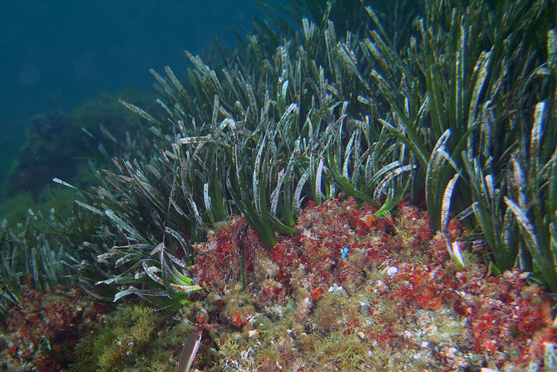 Rizomi di Posidonia oceanica